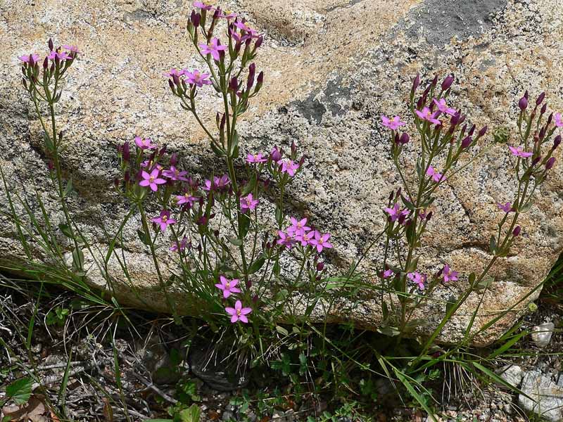 Centaurium erythraea subsp. erythraea